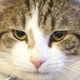 Image for article titled A Question About Brexit: Does 10 Downing Street Get to Keep Larry the Cat?